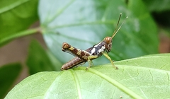 Pirithoicus ophthalmicus