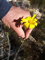 Osteospermum polygaloides