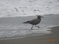 Leucophaeus modestus