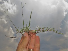 Digitaria longiflora