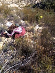Osteospermum polygaloides