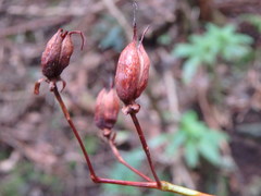 Hypericum grandifolium