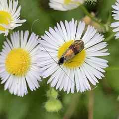 Nemophora fasciella