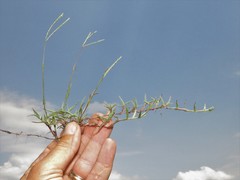 Digitaria longiflora