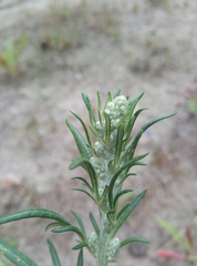 Artemisia vulgaris