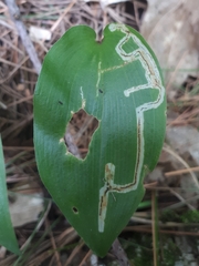 Liriomyza smilacinae