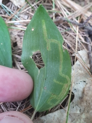 Liriomyza smilacinae