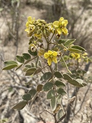 Senna villosa