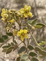 Senna villosa
