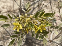 Senna villosa