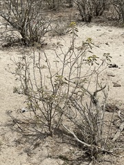 Senna villosa