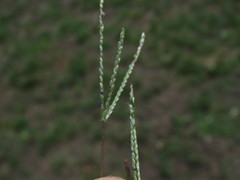 Digitaria longiflora