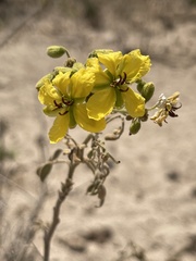 Senna villosa
