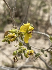 Senna villosa