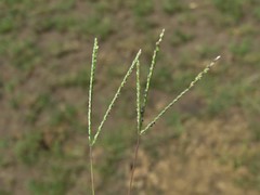 Digitaria longiflora