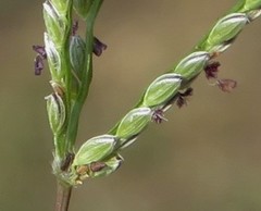 Digitaria longiflora