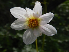 Dahlia merckii