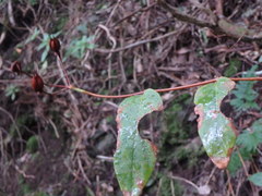 Hypericum grandifolium image