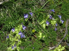 Pinguicula leptoceras