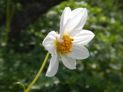 Dahlia merckii
