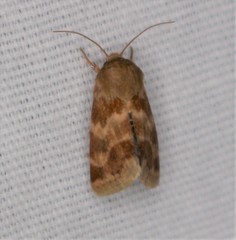 Schinia lynx
