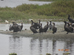 Nannopterum brasilianum