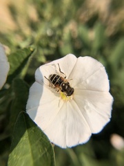 Eristalis arbustorum