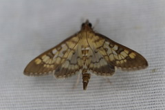 Mimorista subcostalis
