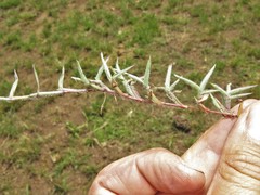 Digitaria longiflora