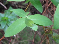 Hypericum grandifolium