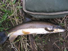 Longnose Sucker photo 5