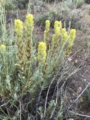 Castilleja praeterita