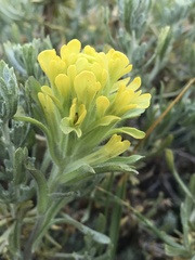 Castilleja praeterita