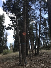 Pinus contorta murrayana