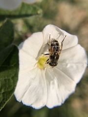 Eristalis arbustorum