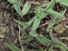 Digitaria longiflora