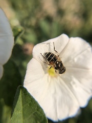 Eristalis arbustorum