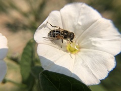 Eristalis arbustorum