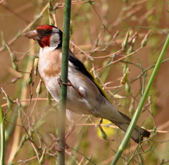 Carduelis carduelis