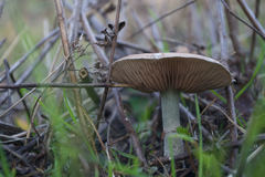 Stropharia inuncta