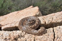 Hypsiglena ochrorhynchus klauberi