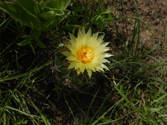 Coryphantha pycnacantha