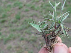 Digitaria longiflora