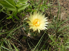 Coryphantha pycnacantha