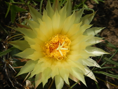 Coryphantha pycnacantha