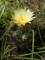 Coryphantha pycnacantha