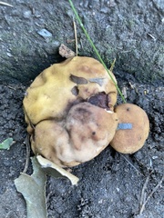 Calvatia rubroflava