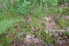 Carex laevigata