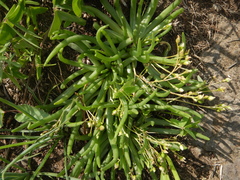 Phemeranthus napiformis