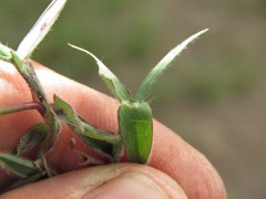 Digitaria longiflora